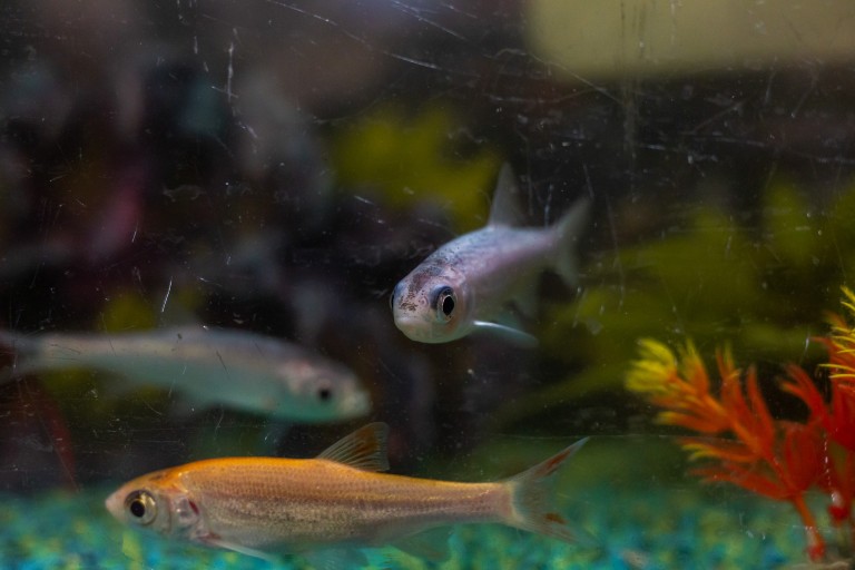 Pet fish in a tank