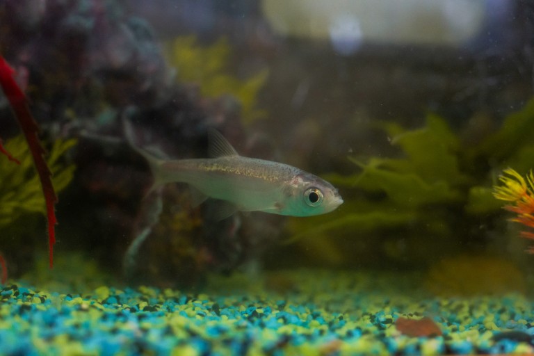 Pet fish in tank