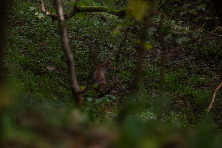 Fox in the woods