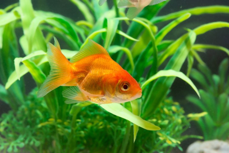 Goldfish pet