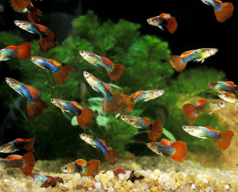 Guppies - pet fish