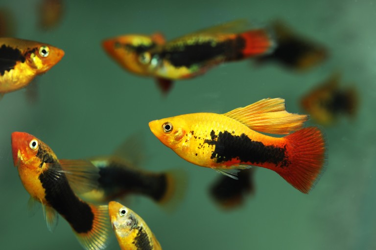 Mollies pet fish