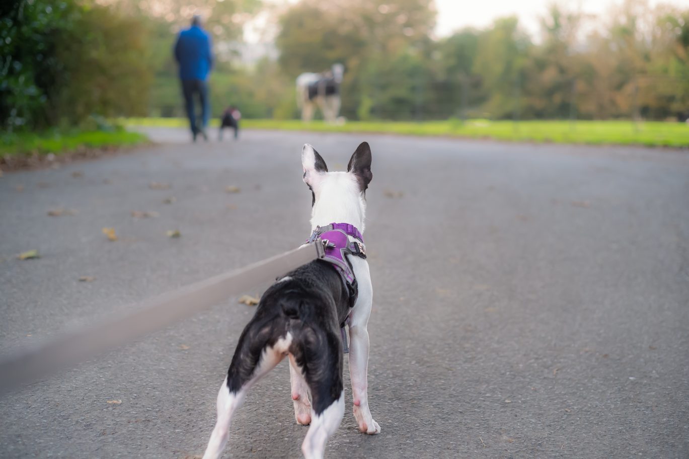 Picture of dog on lead looking at horse in the distance