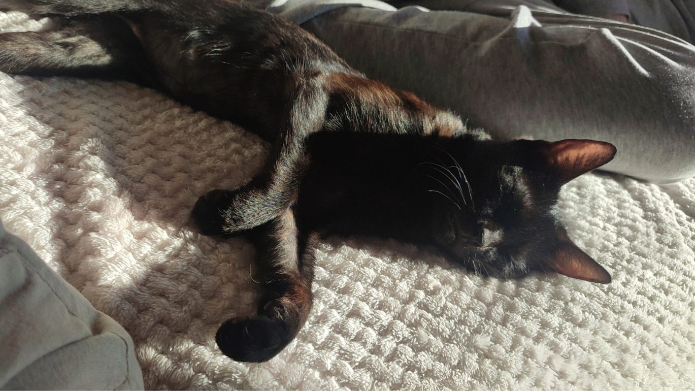 Image of a black cat, Toothless, snoozing in the sun.