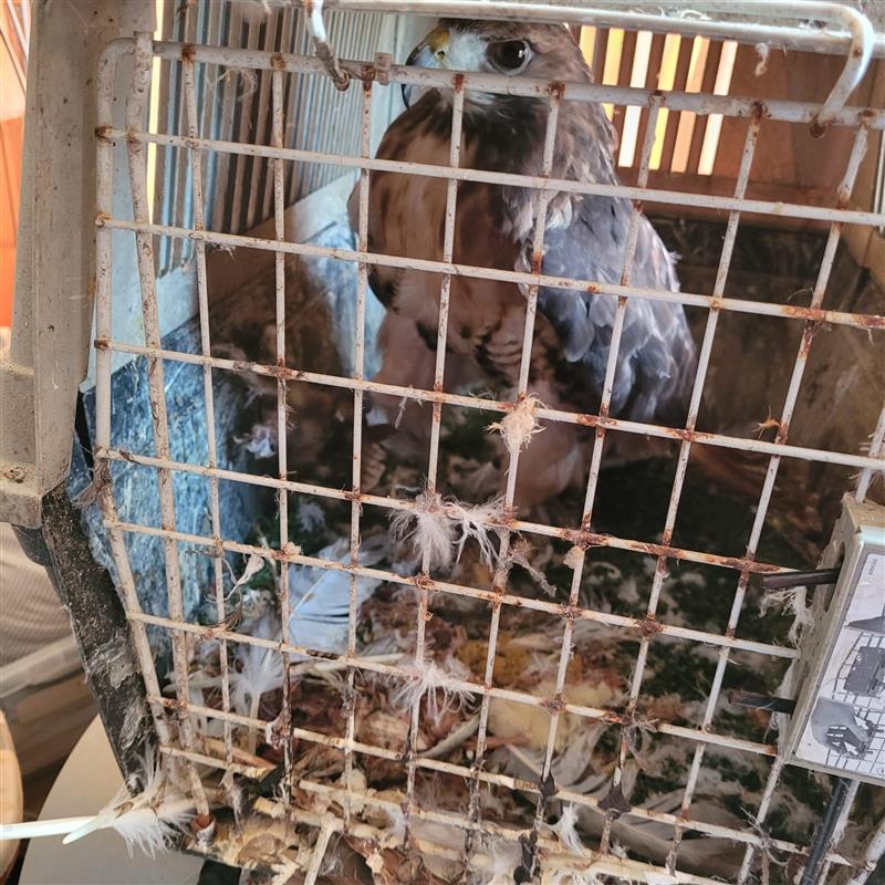 Eagle in pet carrier case found as part of the Greenock case