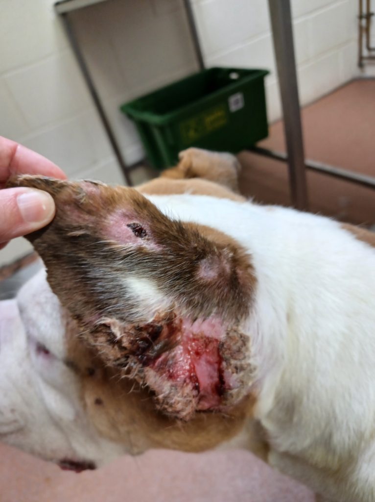Image of a dog's infected ear with  wounds. 