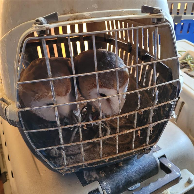 Barn Owls in pet carrier in the Greenock case