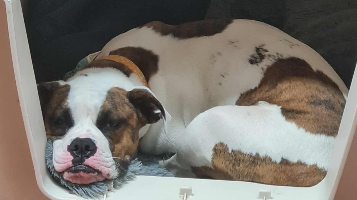 Picture of dog lying in bed for blanket appeal
