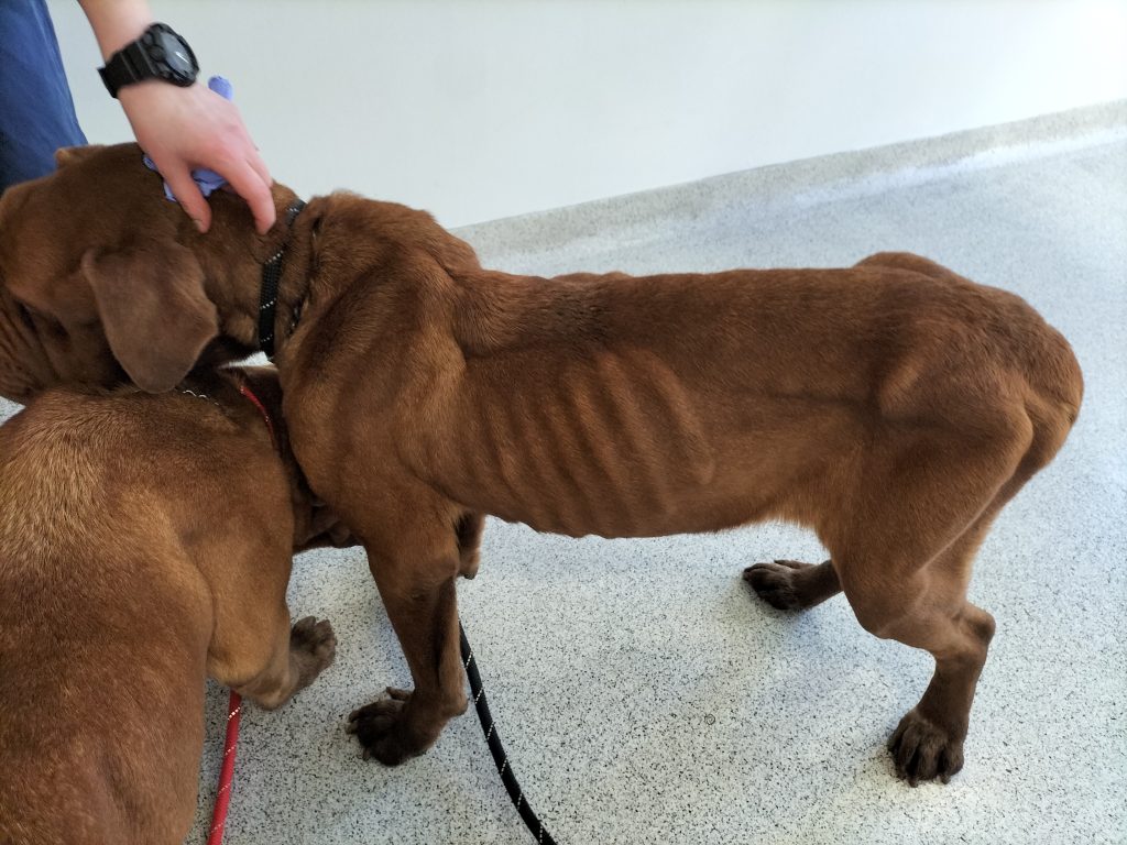 Image of emaciated dogs with ribs showing. Photograph used in the court case against Cambuslang man.