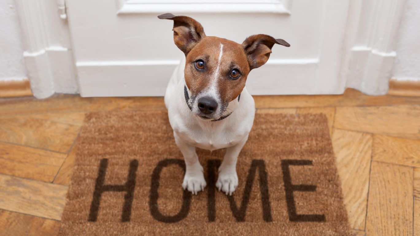 Dog on doormat that says "home". Picture used for the Housing Bill article.