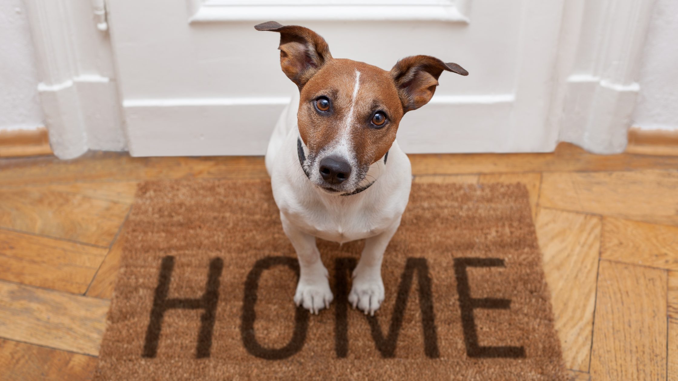 Dog on doormat that says "home". Picture used for the Housing Bill article.