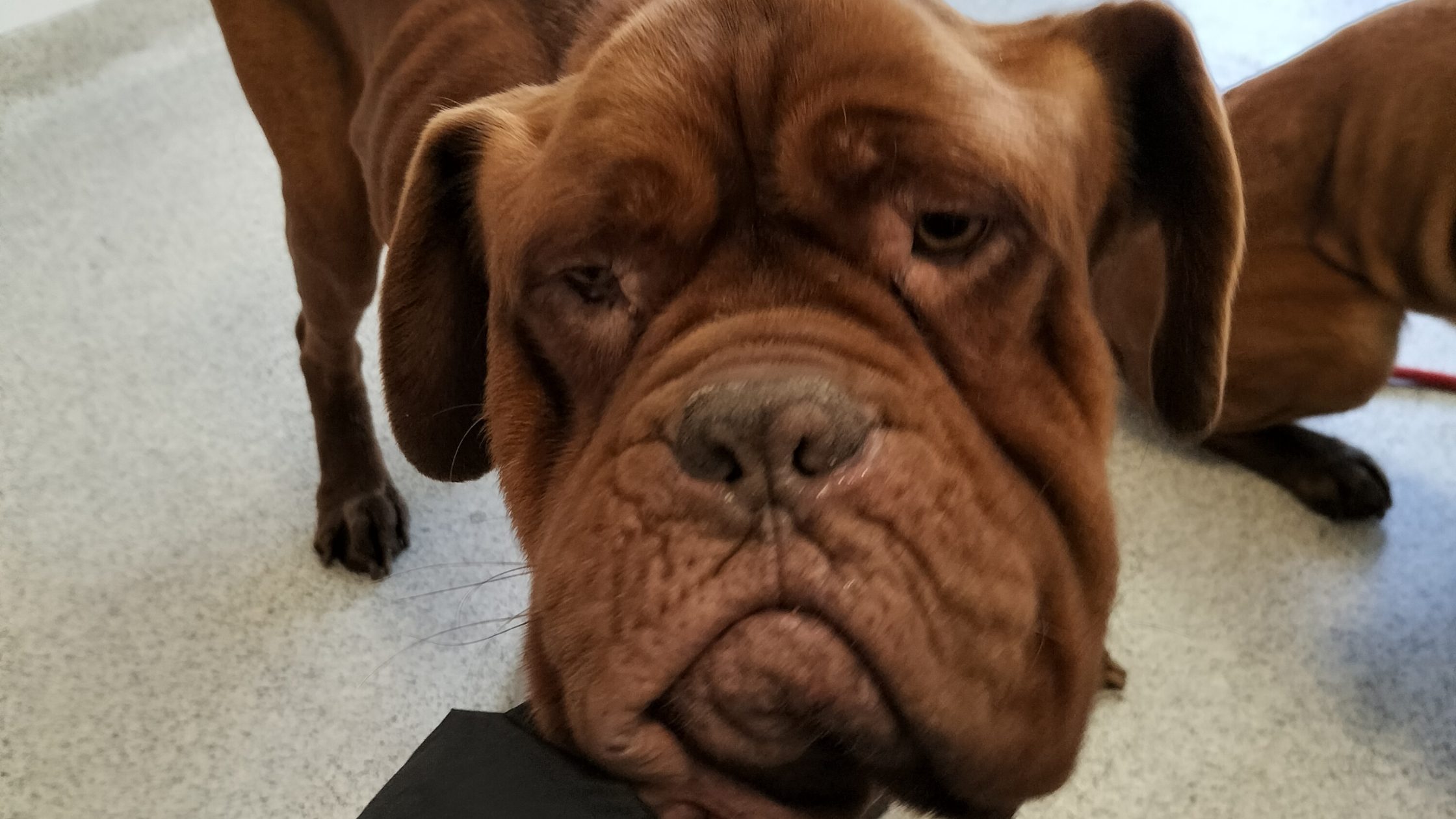 Image of an emancipated dog's face looking towards the camera