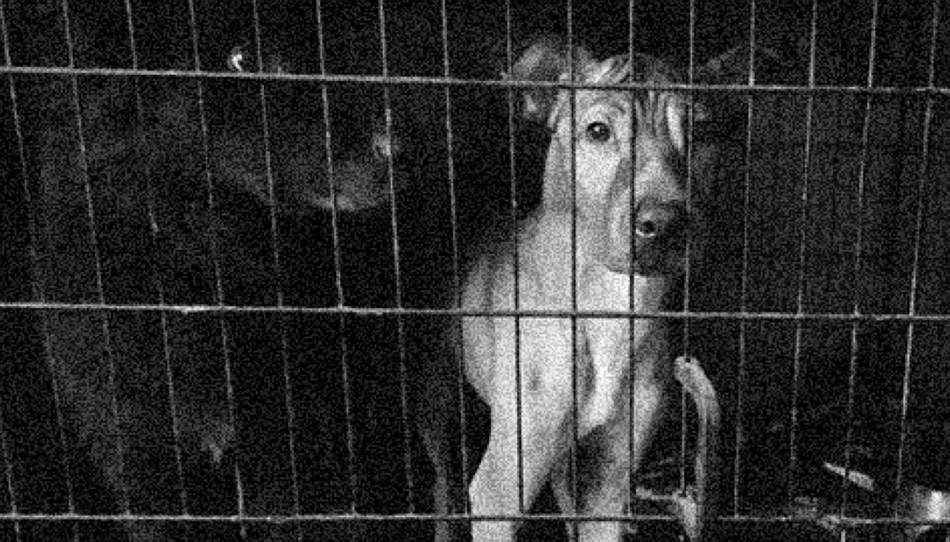 Dogs in a cage