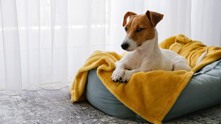 Jack russell in dog bed