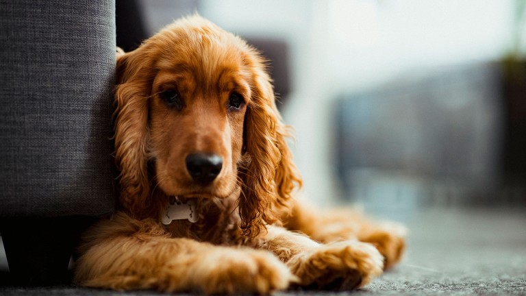 Spaniel dog lying down