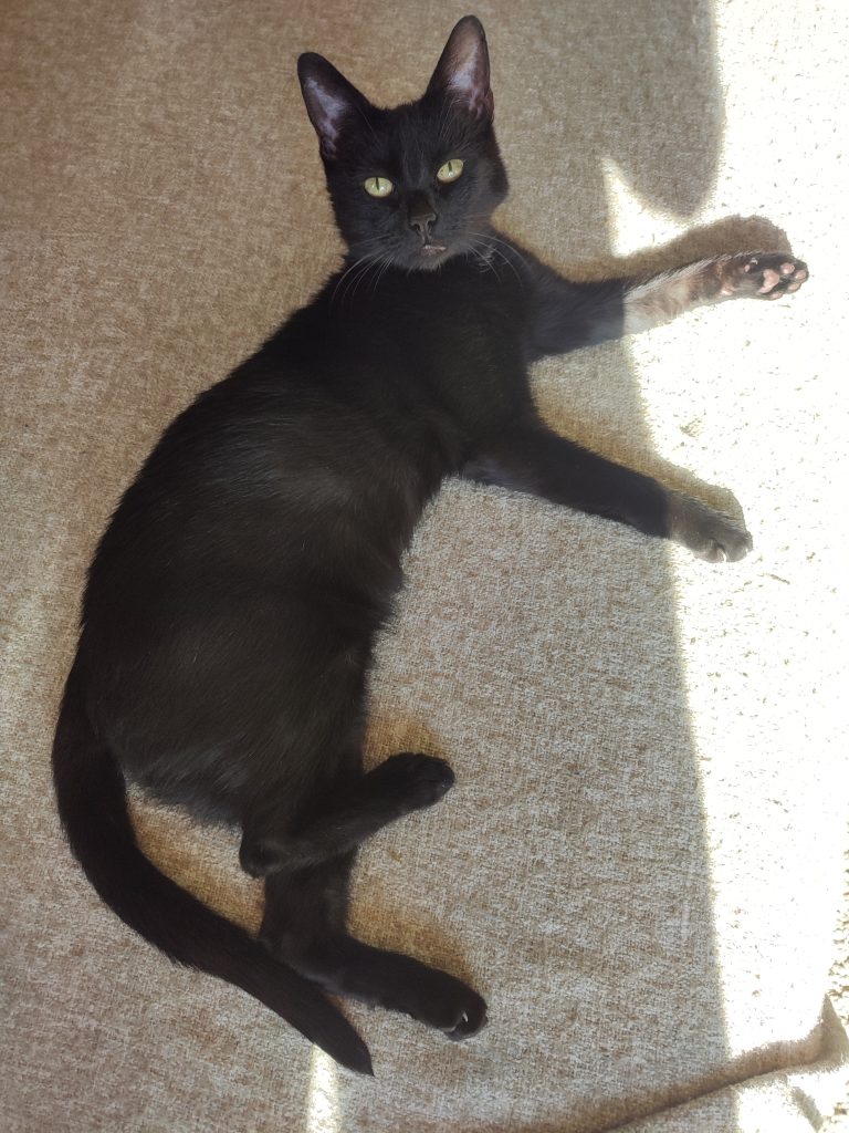 Image of black cat, Toothless. Cat lying down, looking up at the camera as if just having been woken up by a snooze.