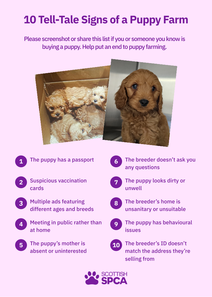 10 signs of an illegal puppy farm
