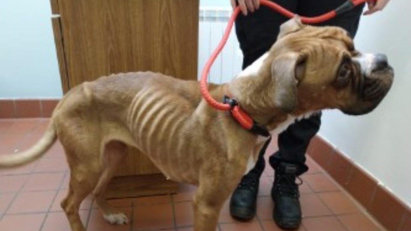 Image of starving dog from the Chloe MacKenzie case
