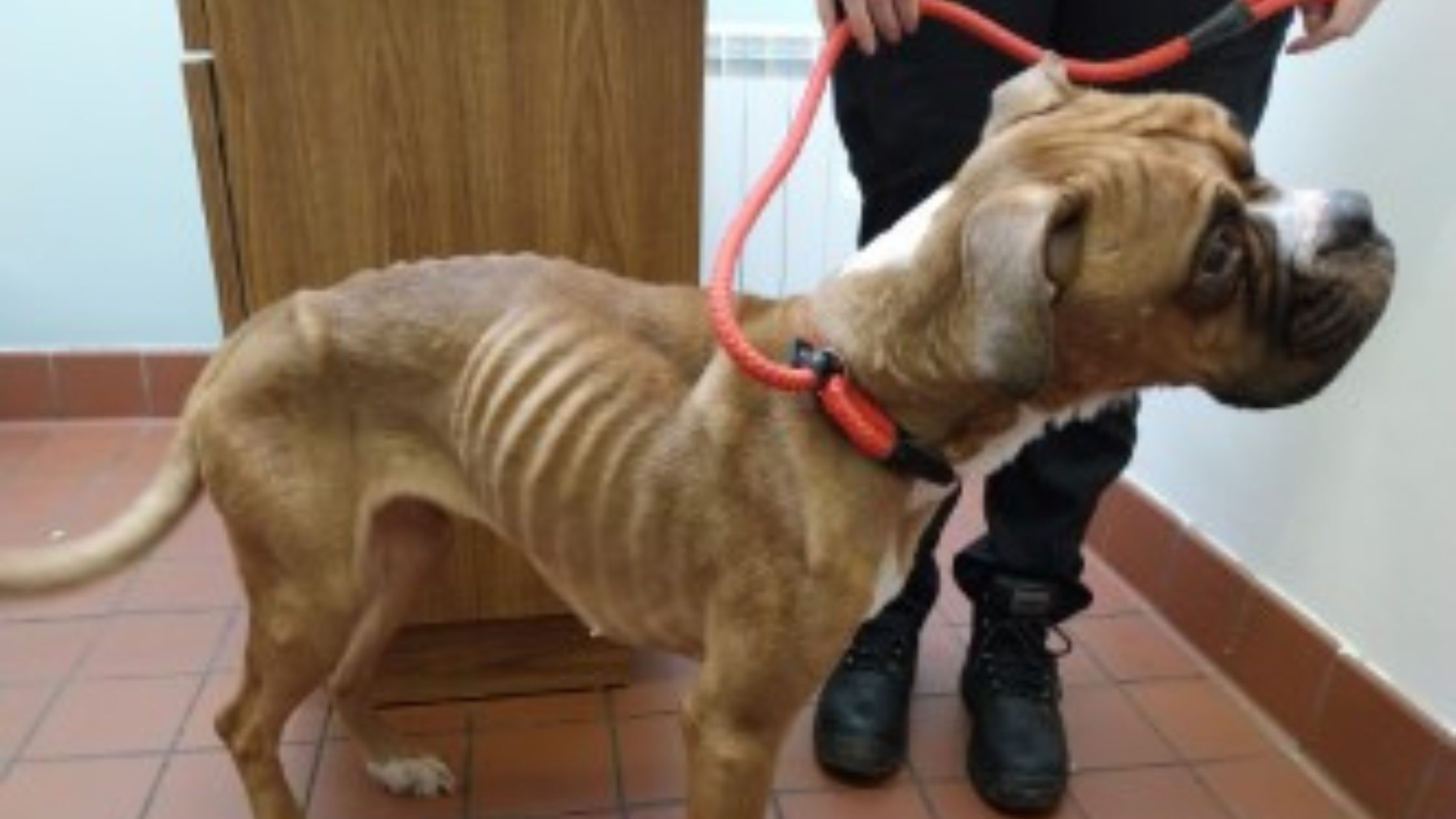 Image of starving dog from the Chloe MacKenzie case