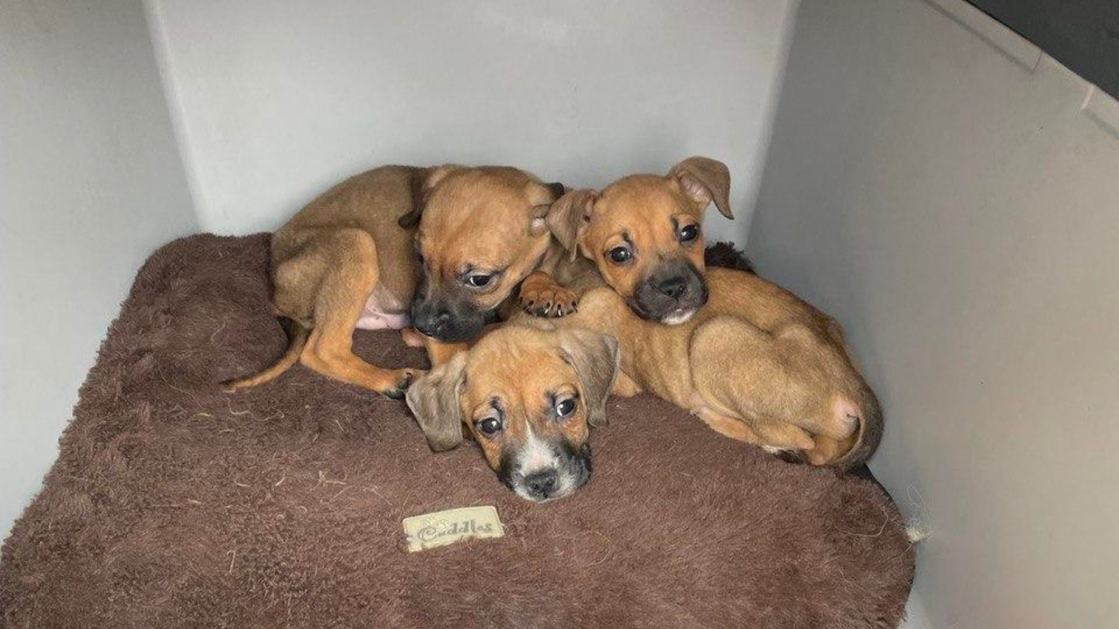 Group of puppies lying on bed in kennel