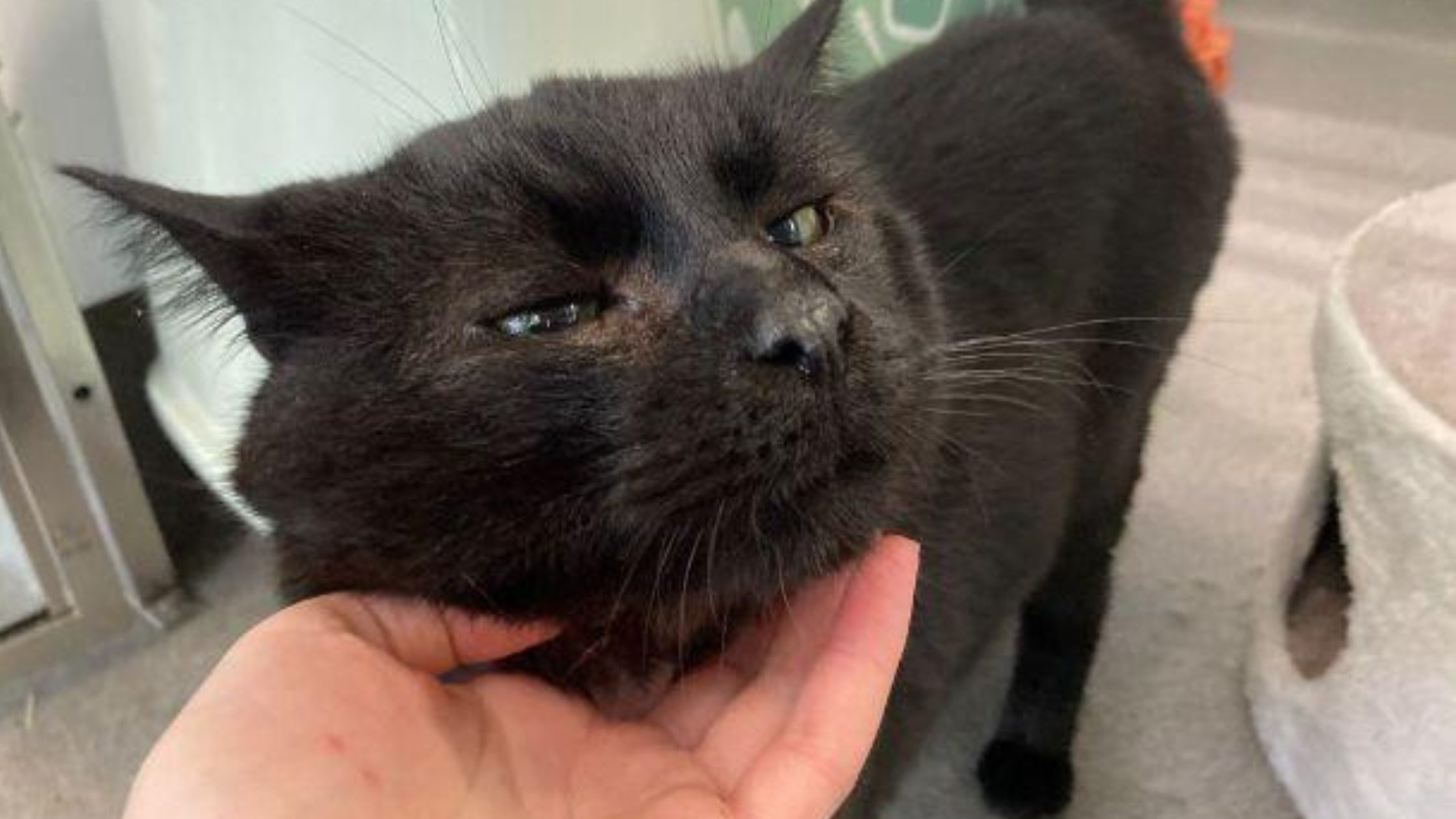 Picture of black cat having their chin scratched
