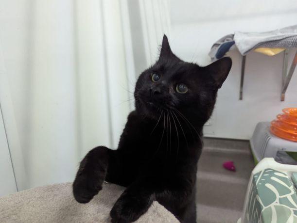 Image of Smokey, a black cat.