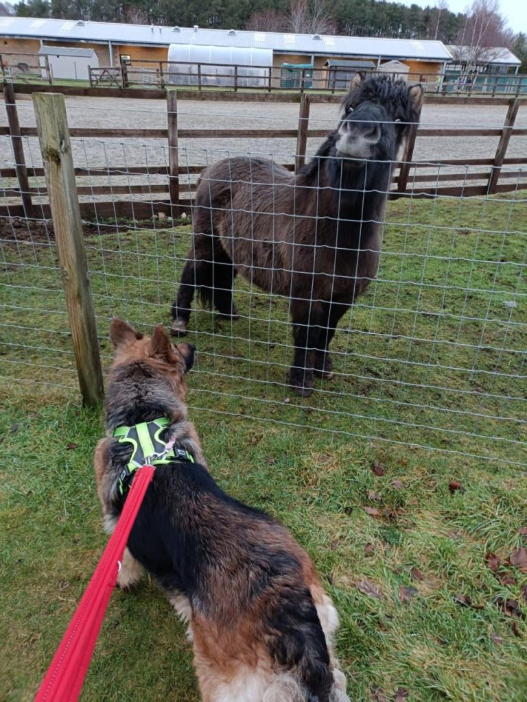 Dog and Shetland Pony meeting as part of the Centre's Boxing Day stroll
