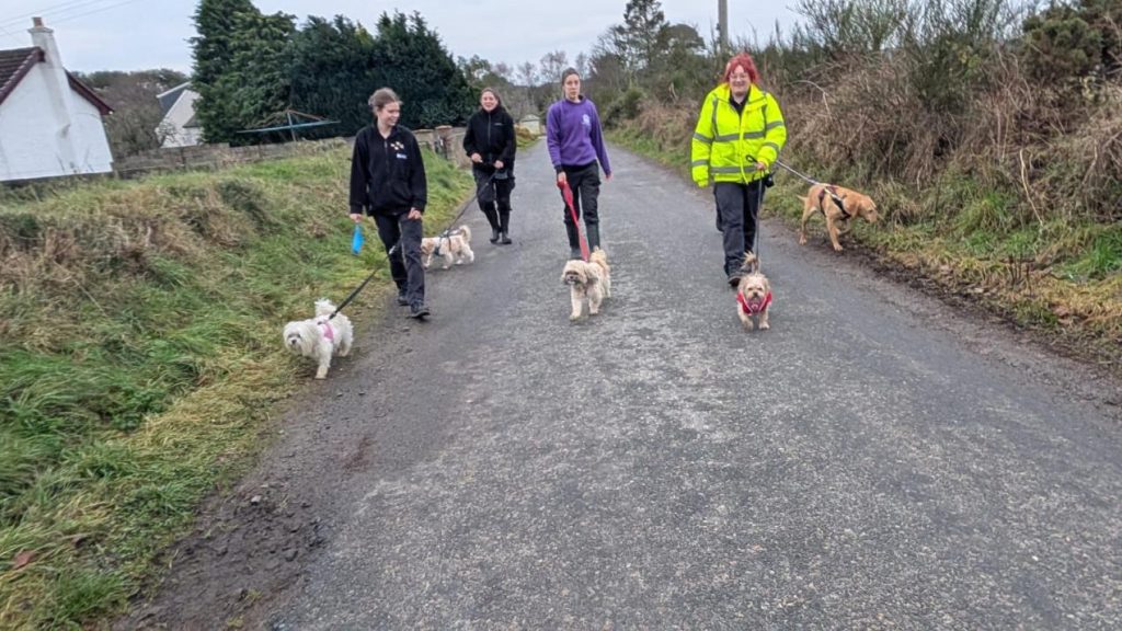 Dogs being walked by Scottish SPCA Animal Care Assistants as part of the Centre's Boxing Day stroll