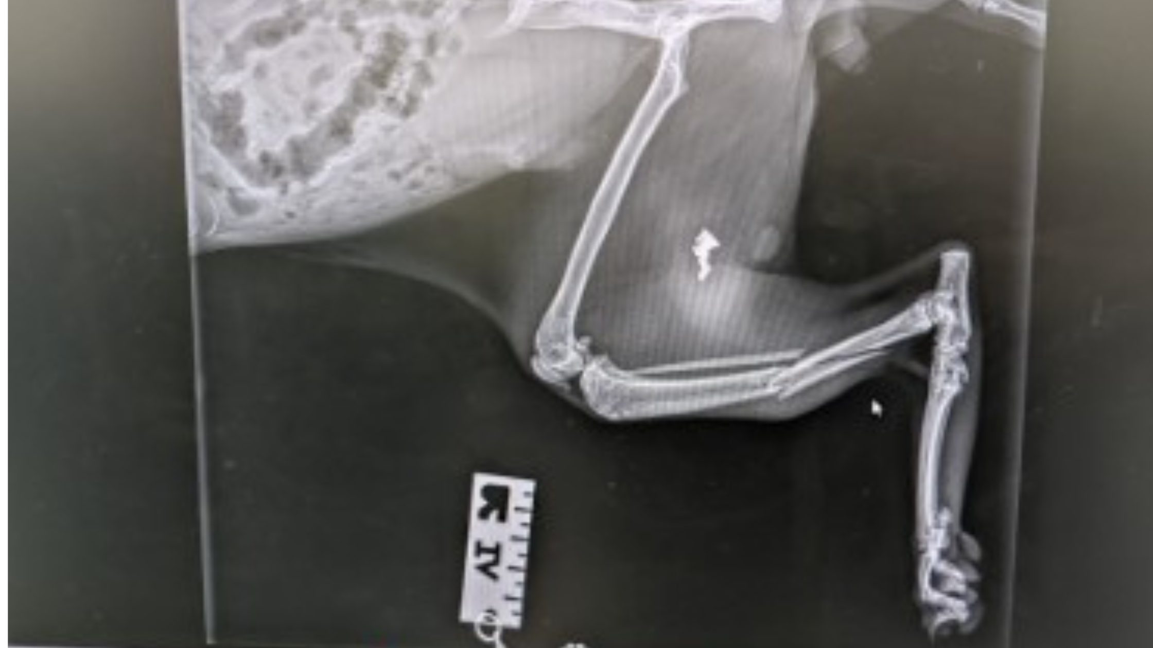 X-ray of cat's leg with pellet inside
