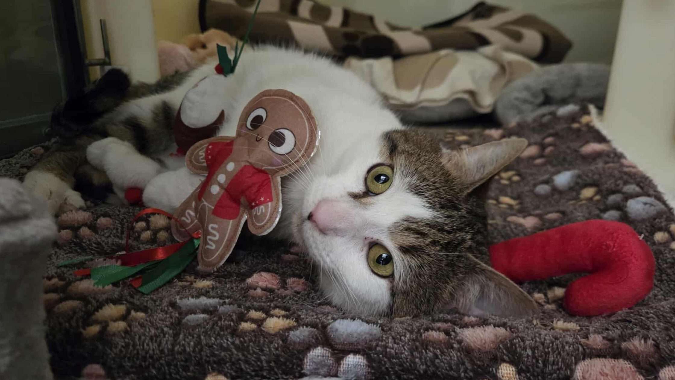 Cat cuddling with a gingerbread toy