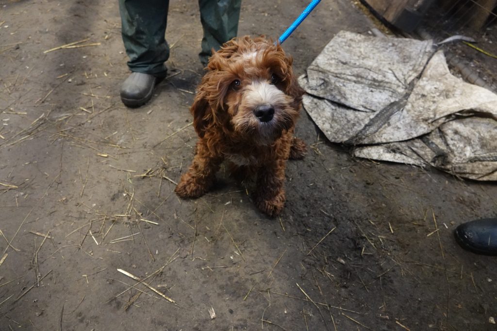Picture of a dog looking up at the camera in filthy conditions.
