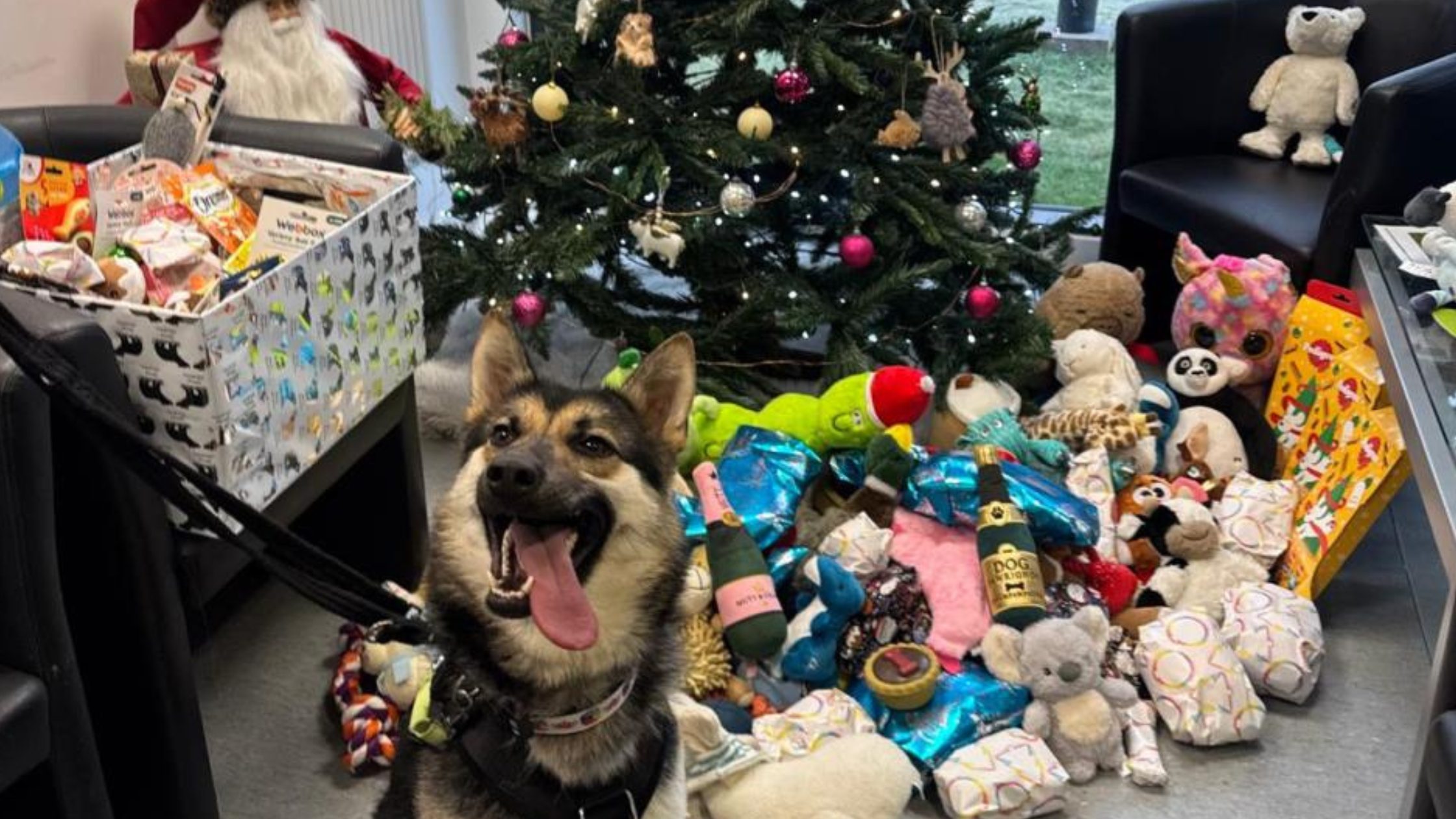 Picture of a German Shepherd infront of Christmas tree and donations
