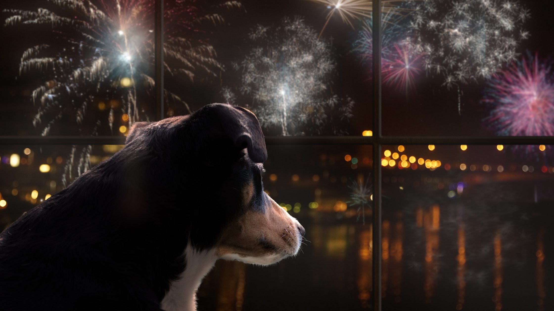 Dog looking out a window at fireworks