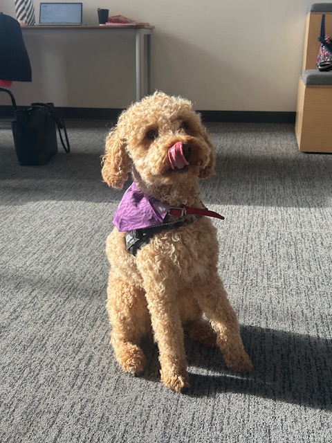 Indie, the puppy-trade survivor, visits school