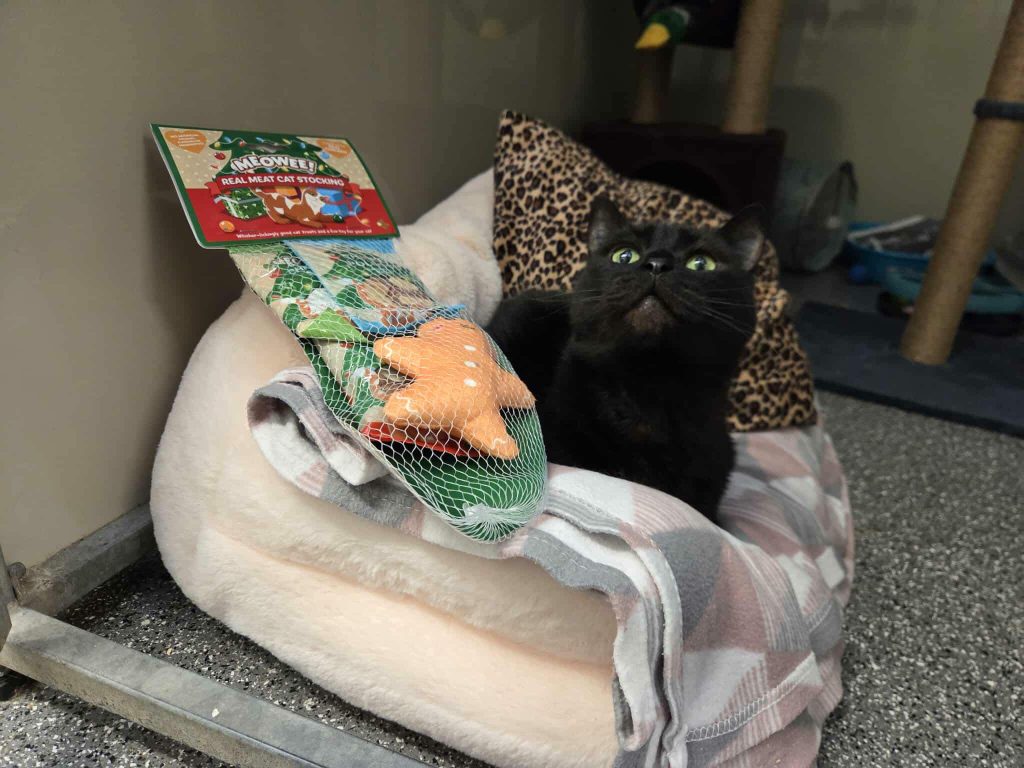 Picture of black cat with stocking