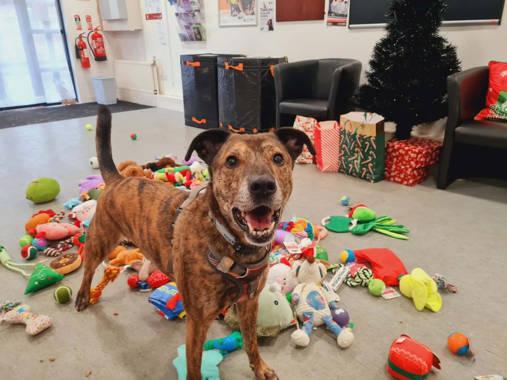 Image of a dog surrounded by toys to pick from for Christmas