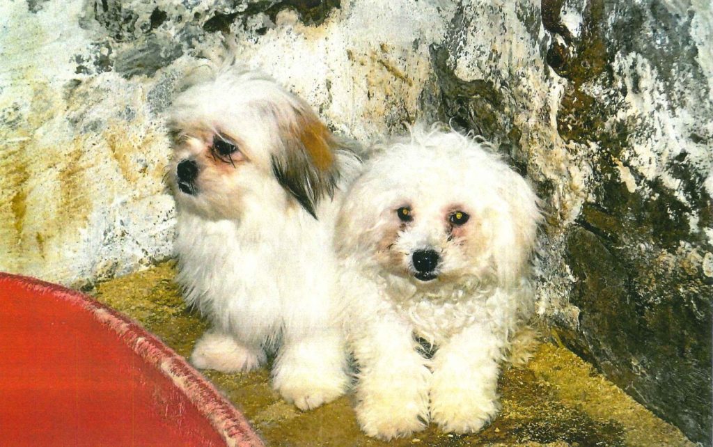 Two puppies in the corner of dirty pen, as photographed for the Hamilton case