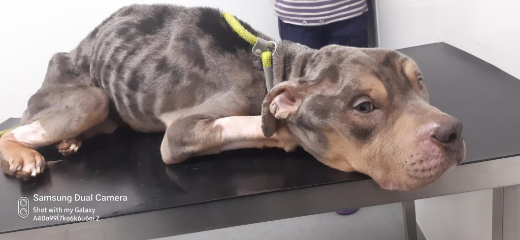 Picture of starved American bulldog , used in the Connelly case