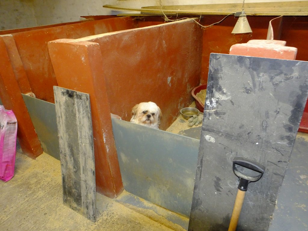 Dog trapped in dirty pen, photographed as part of the Hamilton case
