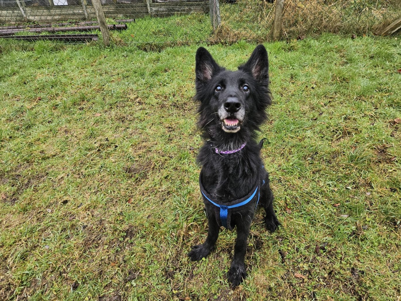 Animal Rescue Edinburgh - Dogs, cats and other animals for adoption