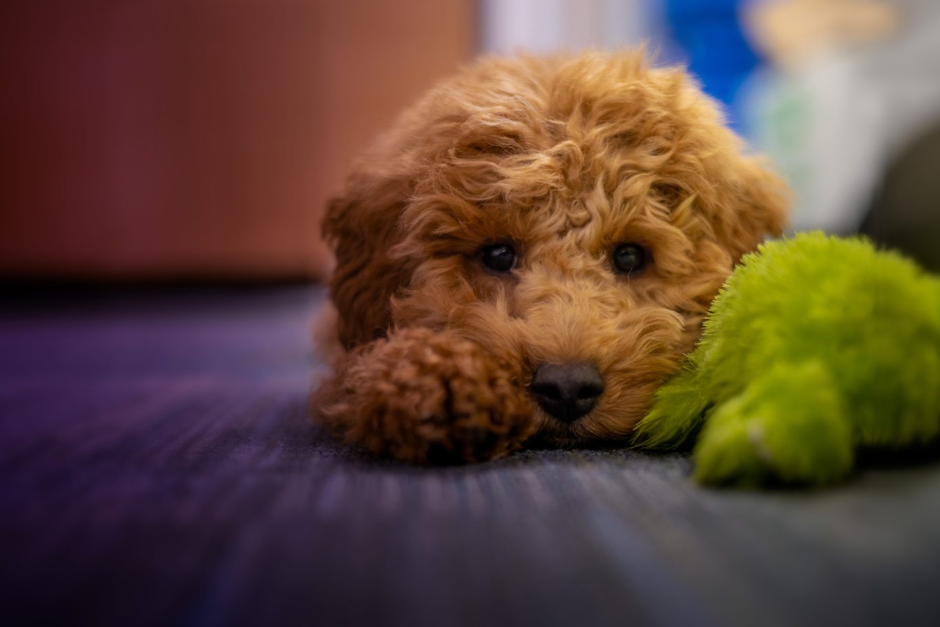 Man handed 10-year ban following dog death from ‘pain related stress ...