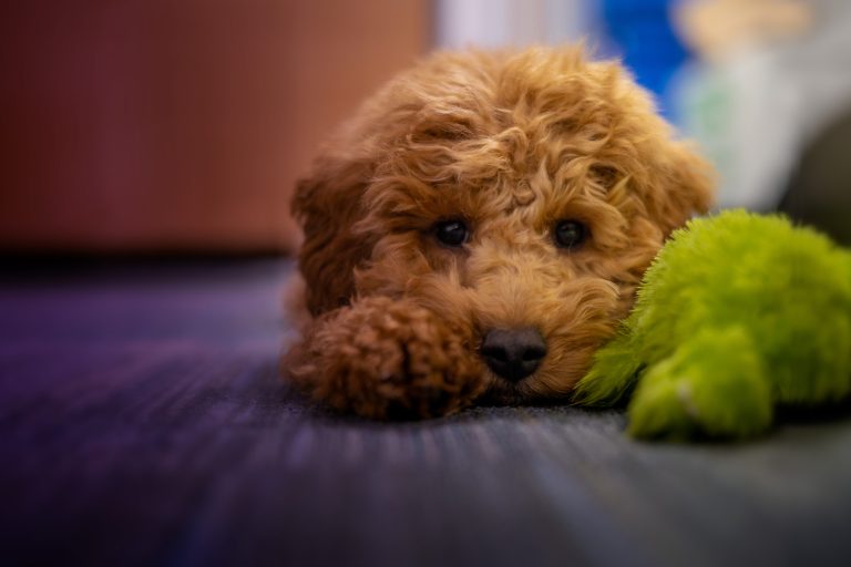 How Long Are Dogs In Season For Advice From The Scottish SPCA how-long-are-dogs-in-season-for-advice-from-the-scottish-spca