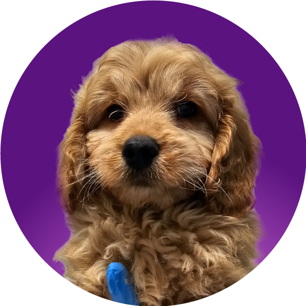 puppy in purple circle
