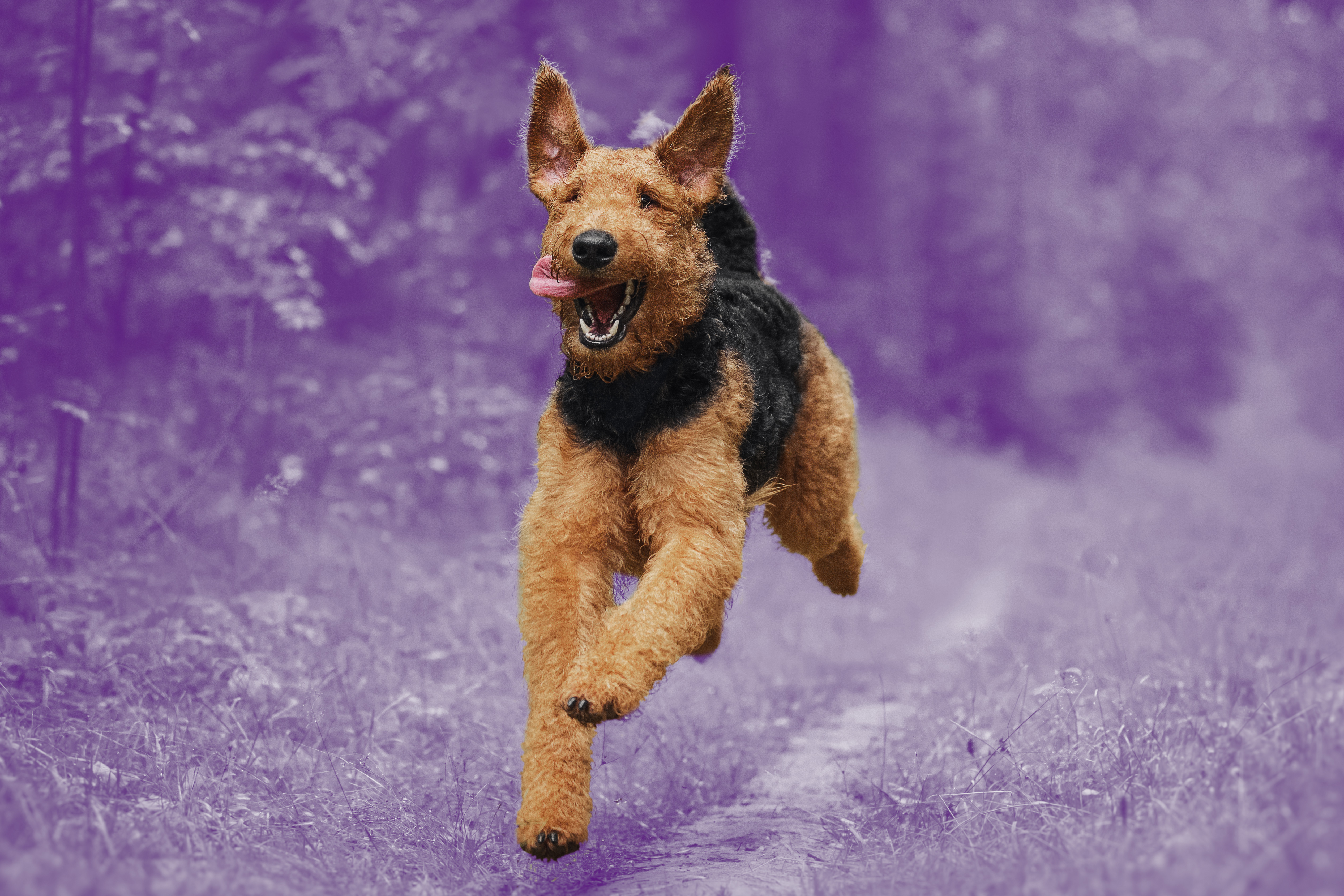 Rescue dog, running, homepage adopt