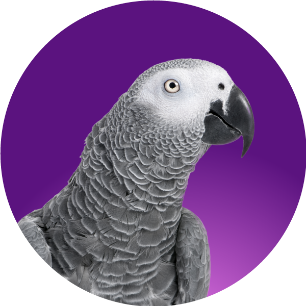Parrot, homepage, advocate