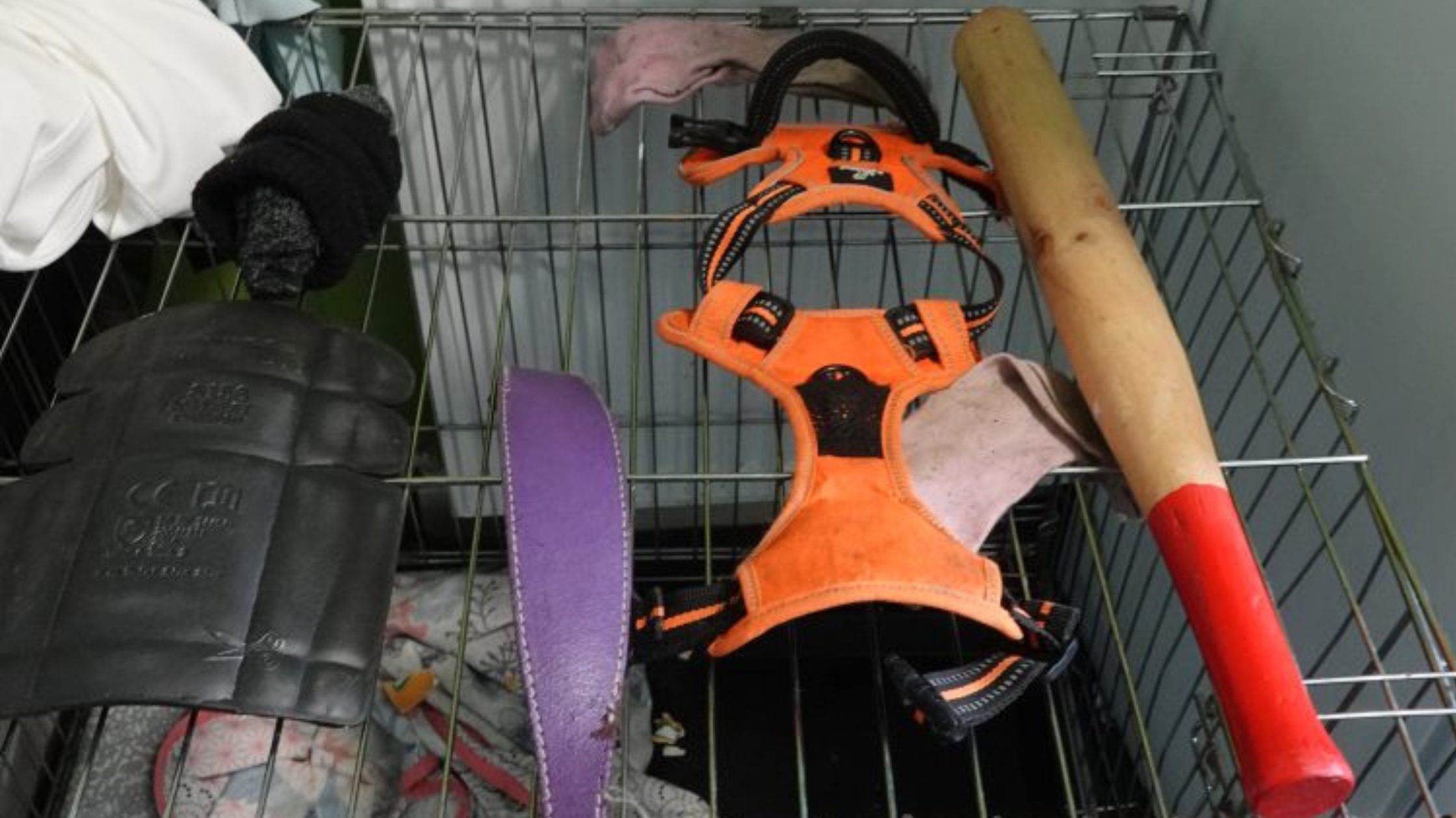 Image of bat and dog harness on a cage