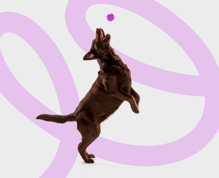 Dog jumping up to catch ball