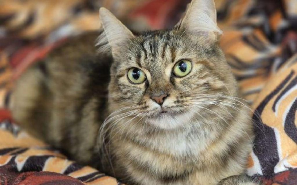 Adopting a pet - Scottish SPCA