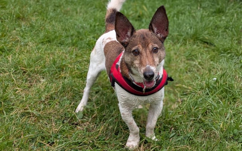 Dog standing on grass