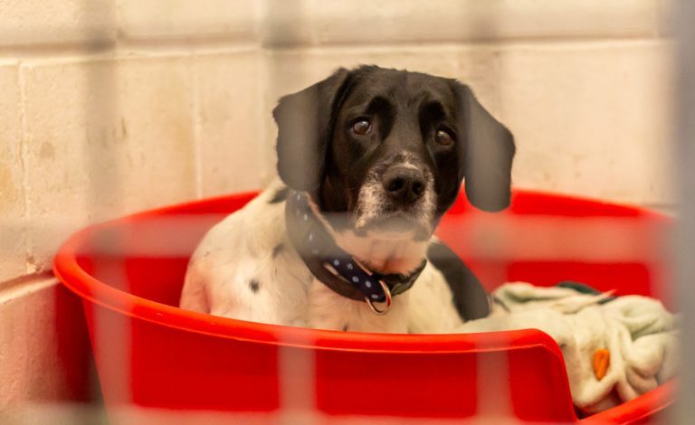 Dog in kennel